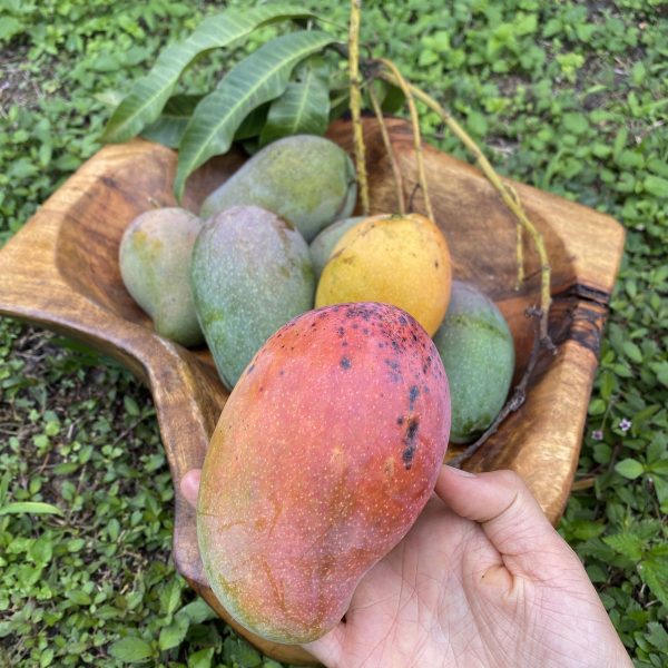East Indian Mango *Pre-Order* - Image 4
