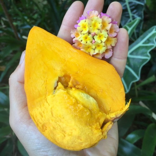 Eggfruit (Canistel) - Image 2