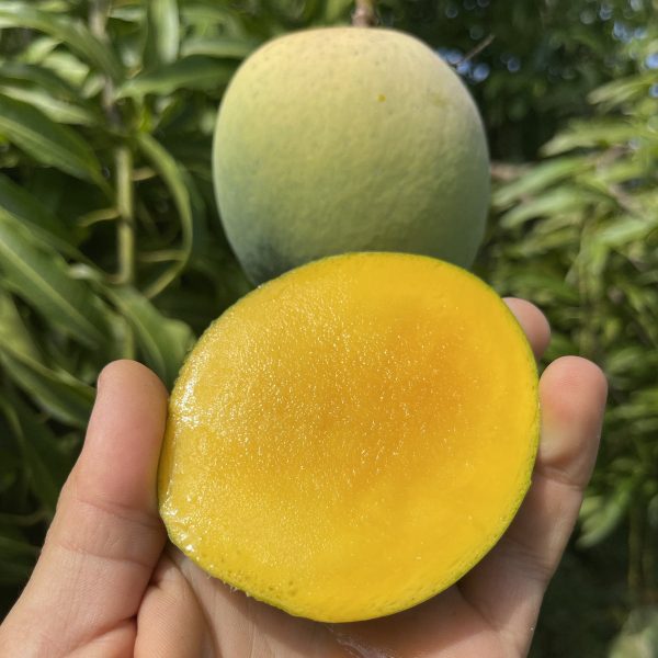 Fairchild Emerald Mango *Pre-Order* - Image 4