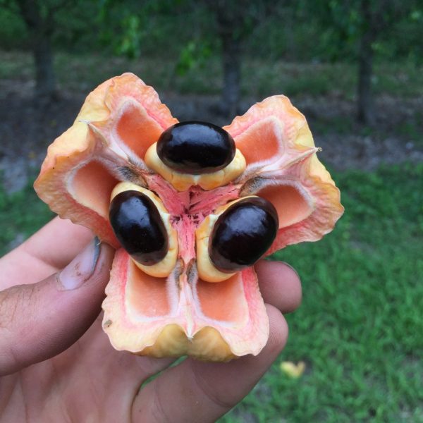 Freeze Dried Ackee - Image 2