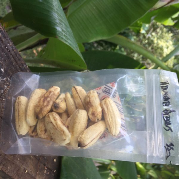 Freeze Dried Banana - Image 3