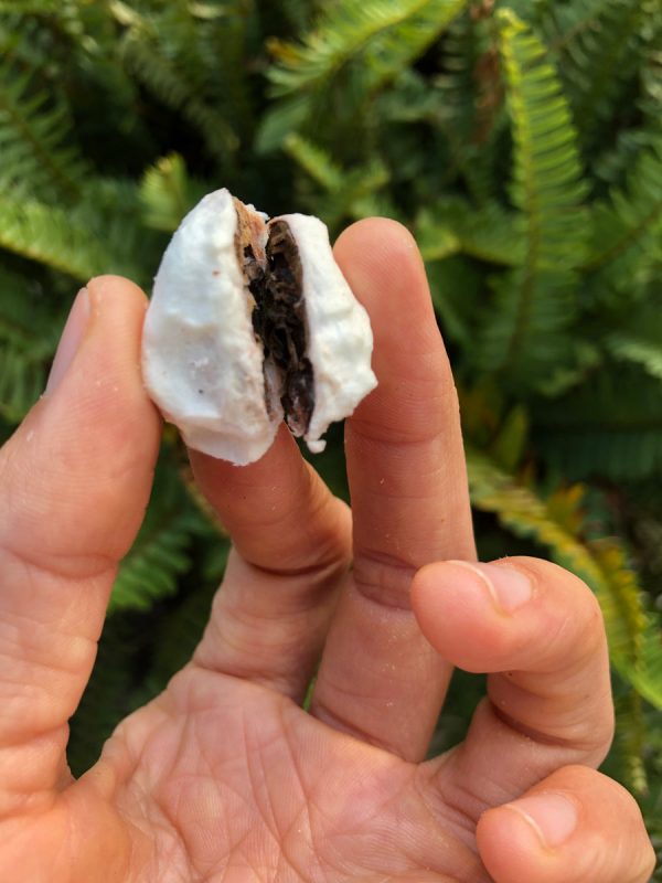 Freeze Dried Cacao - Image 4