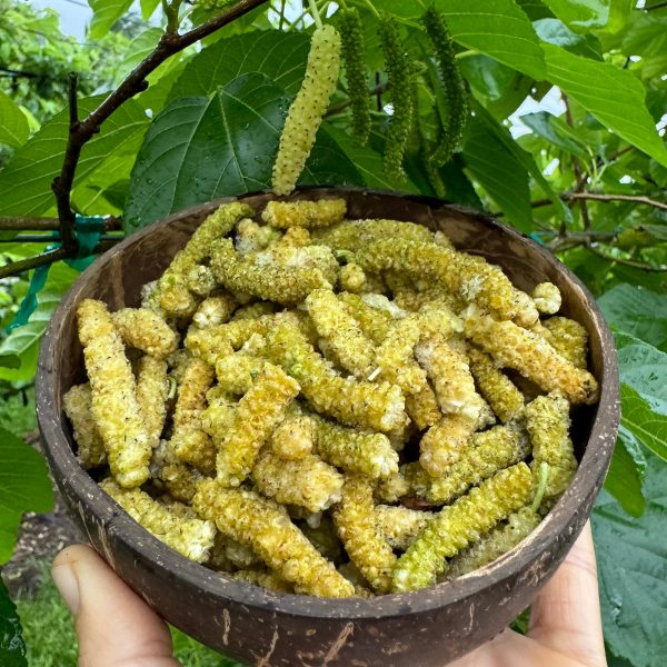 Freeze Dried Green Mulberry - Image 2