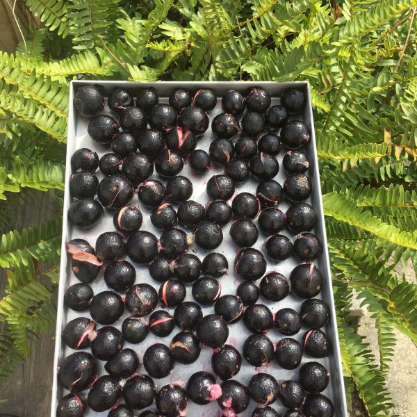 Freeze Dried Jaboticaba - Image 3