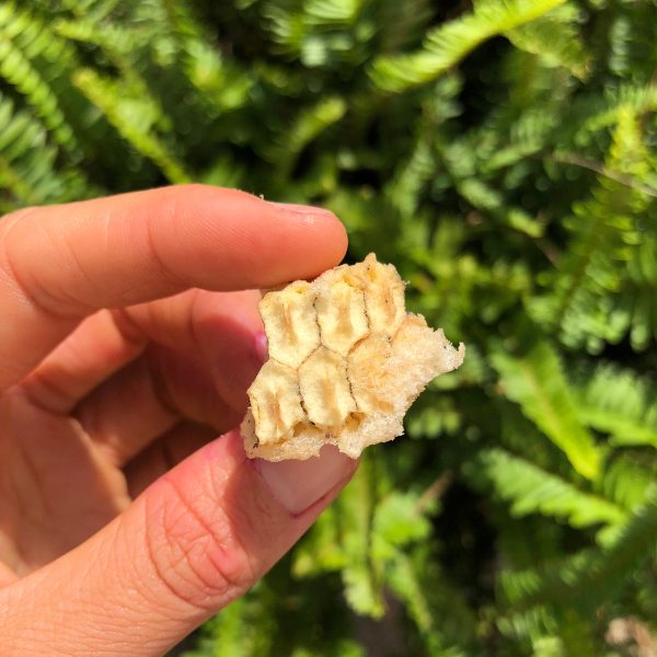 Freeze Dried Monstera Deliciosa *Pre-Order* - Image 2
