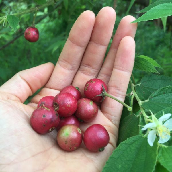 Freeze Dried Strawberry Tree Berry