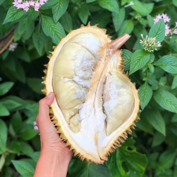 Fresh Monthong Durian *Pre-Order*