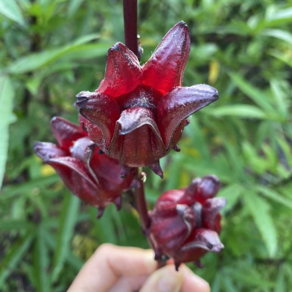 Fresh Roselle (Hibiscus/Sorrel) Calyx *Pre-Order* - Image 2