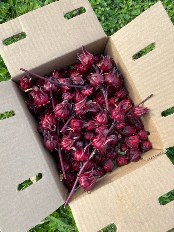 Fresh Roselle (Hibiscus/Sorrel) Calyx *Pre-Order* - Image 4