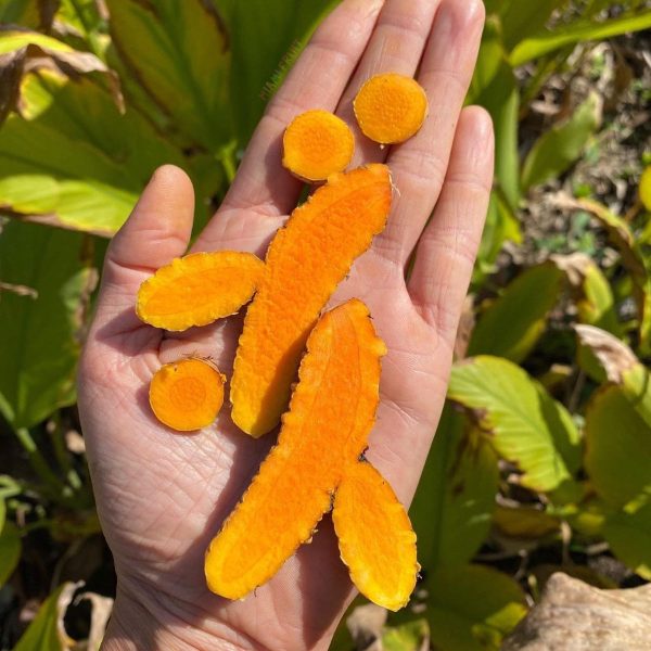 Fresh Turmeric *Pre-Order* - Image 2