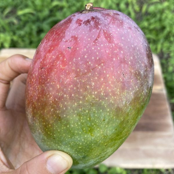 Fruit Punch Mango *Pre-Order*