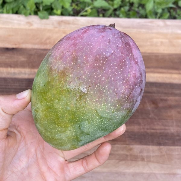 Fruit Punch Mango *Pre-Order* - Image 3