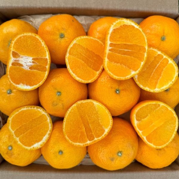 Gold Nugget Mandarin *Pre-Order* - Image 4