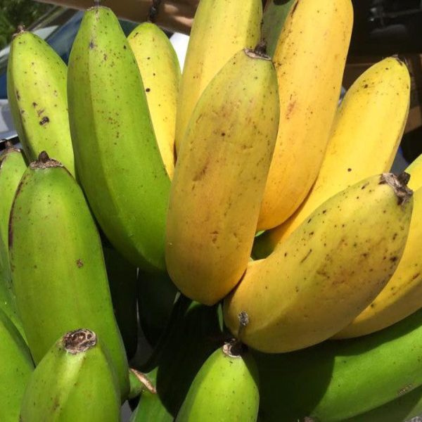 Goldfinger Banana *Pre-Order*