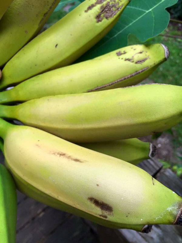 Goldfinger Banana *Pre-Order* - Image 3