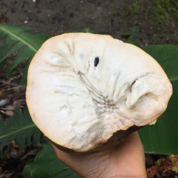 Green Custard Apple *Pre-Order*
