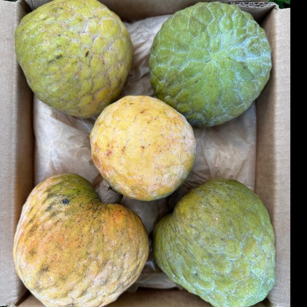 Green Custard Apple *Pre-Order* - Image 4