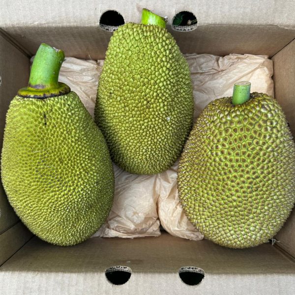 Green Jackfruit (Unripe for Cooking) *Pre-Order* - Image 2