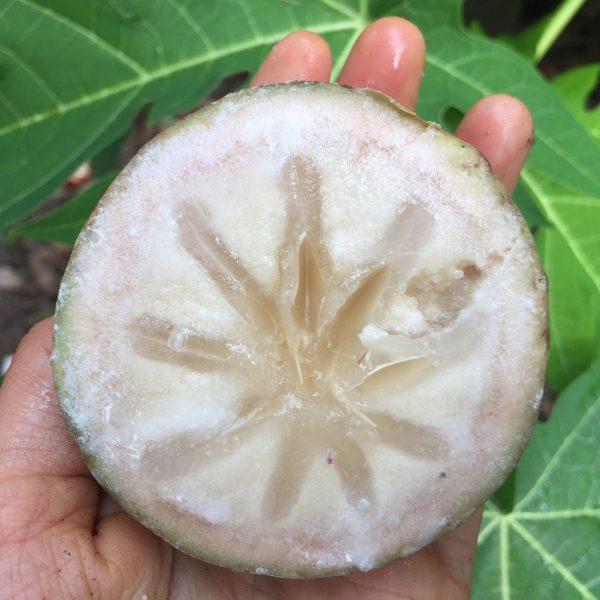 Green Star Apple (Caimito) *Pre-Order* - Image 2