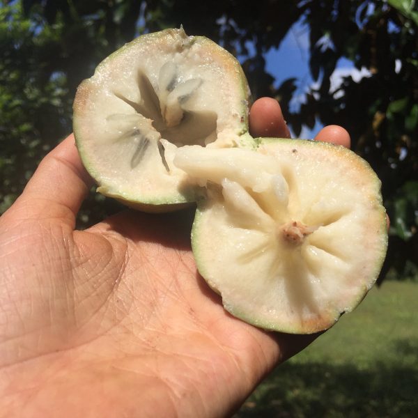 Green Star Apple (Caimito) *Pre-Order* - Image 3