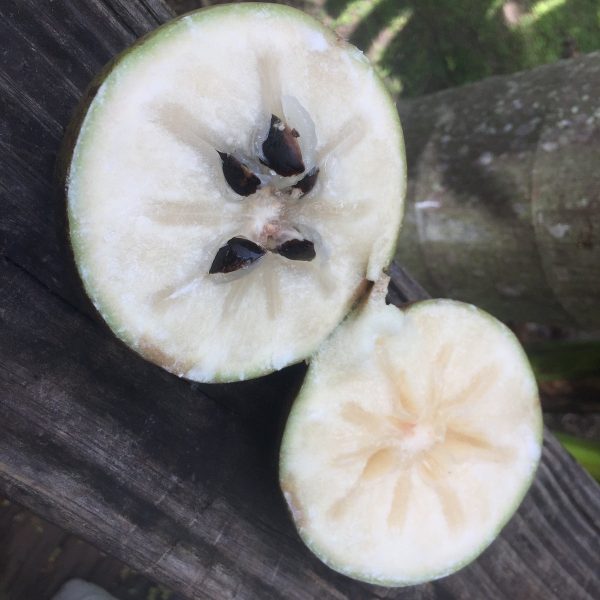 Green Star Apple (Caimito) *Pre-Order* - Image 4