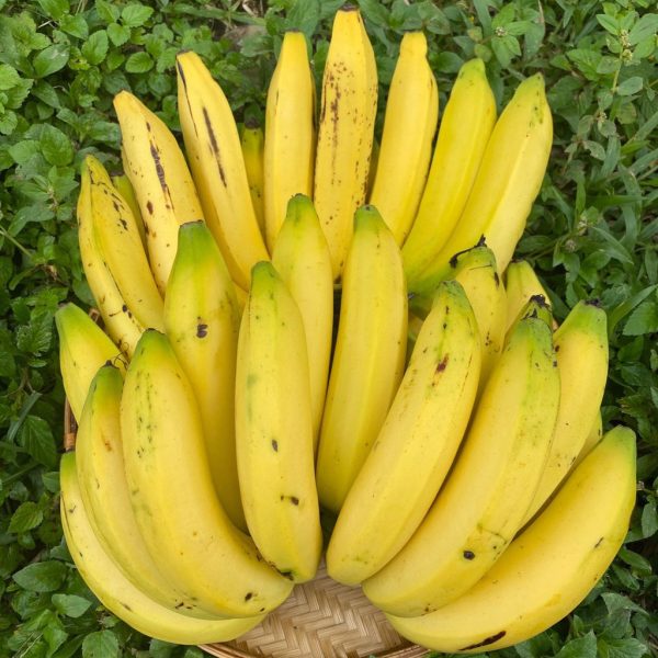 Gros Michel Banana *Pre-Order*