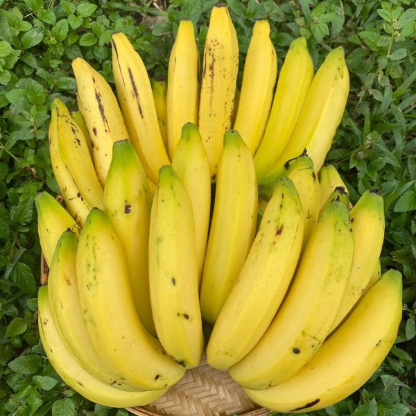 Gros Michel Banana *Pre-Order* - Image 2