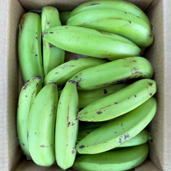 Gros Michel Banana *Pre-Order* - Image 3
