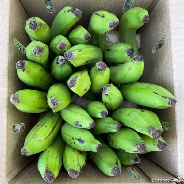 Gros Michel Banana *Pre-Order* - Image 4