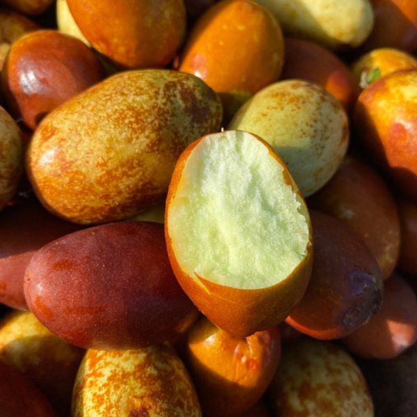 Honey Jujube *Pre-Order*