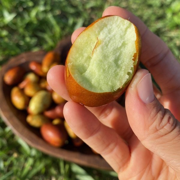 Honey Jujube *Pre-Order* - Image 3