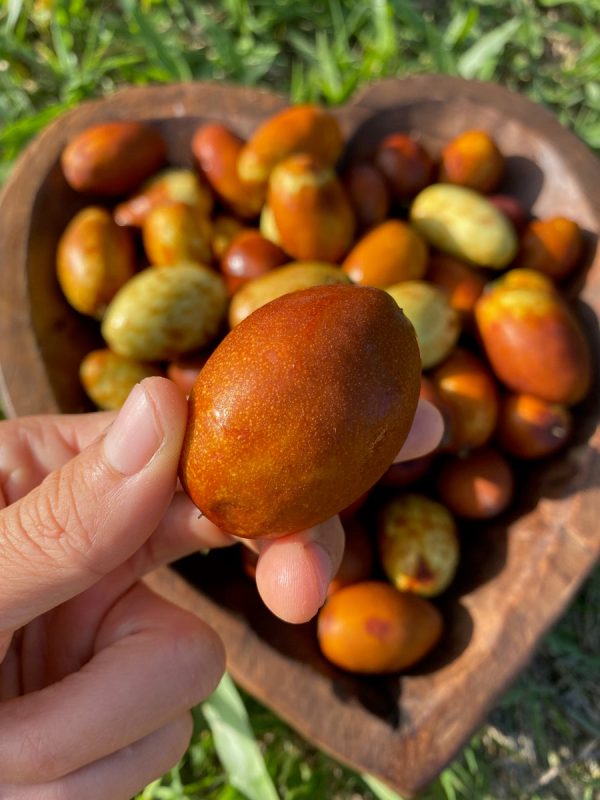 Honey Jujube *Pre-Order* - Image 4