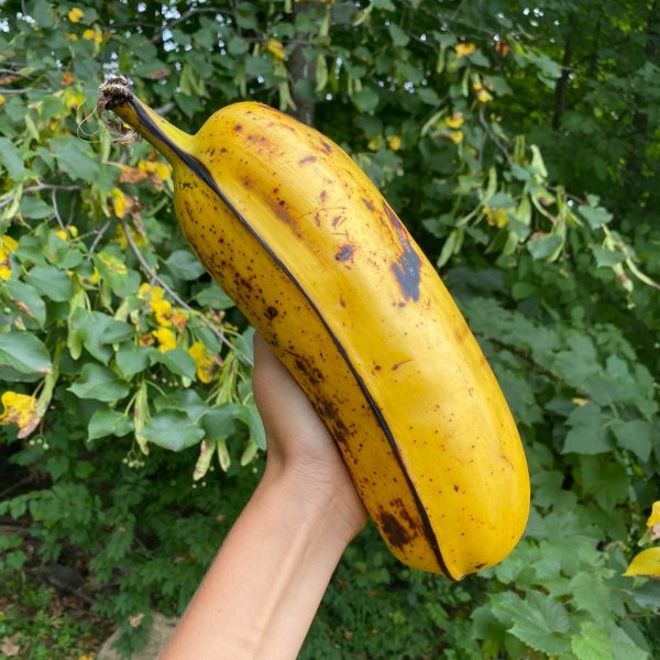 Hua Moa Banana *Pre-Order*