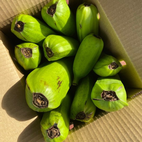 Hua Moa Banana *Pre-Order* - Image 4