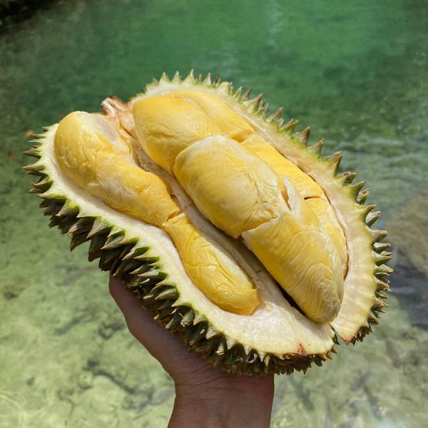 Hulu (Hor Lor) Durian - Image 2