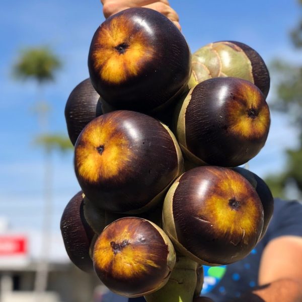 Ice Apple (Toddy Palm) - Borassus Palm Packet *Frozen* - Image 3