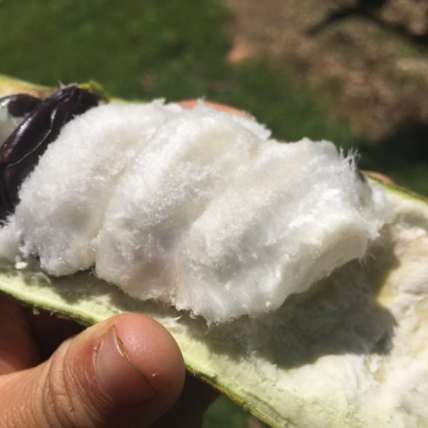 Ice Cream Bean *Pre-Order* - Image 2