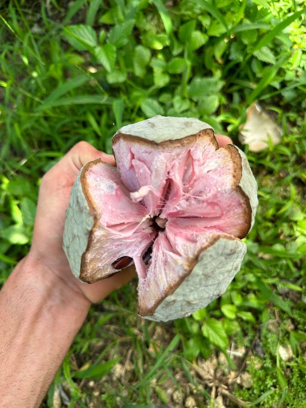 Ilama Seeds - (Annona Diversifolia) - Image 3