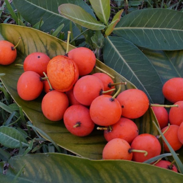 Imbe - African Mangosteen *Pre-Order*