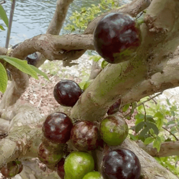 Jaboticaba *Pre-Order* - Image 3