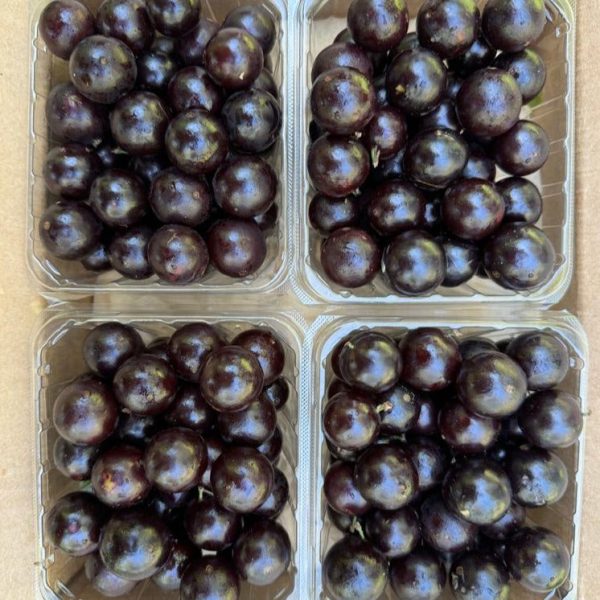 Jaboticaba *Pre-Order* - Image 4
