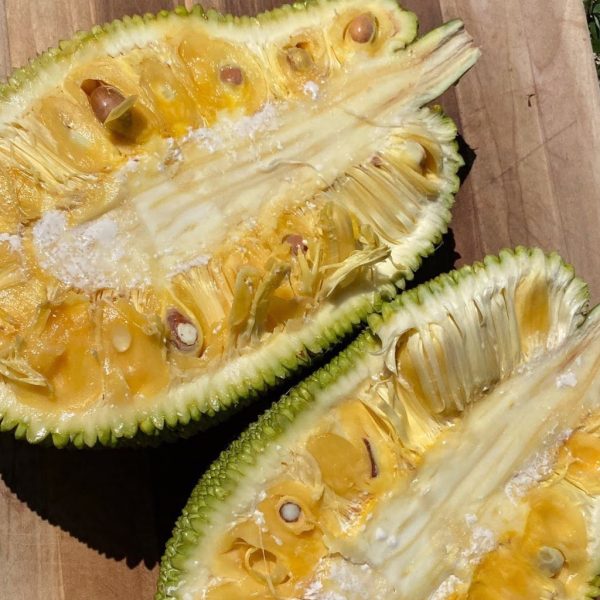 Jackfruit Box