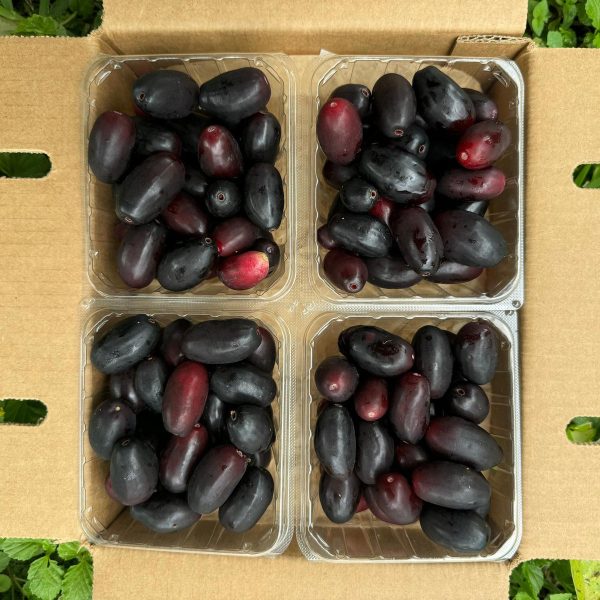 Jamun (Java Plum) *Pre-Order* - Image 3