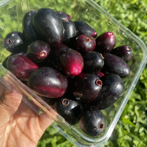 Jamun (Java Plum) *Pre-Order* - Image 4