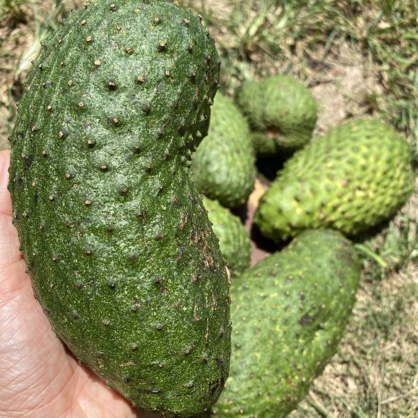 Juicing/Cooking Soursop *LIMITED* - Image 2