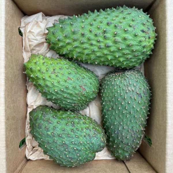 Juicing/Cooking Soursop *LIMITED* - Image 3