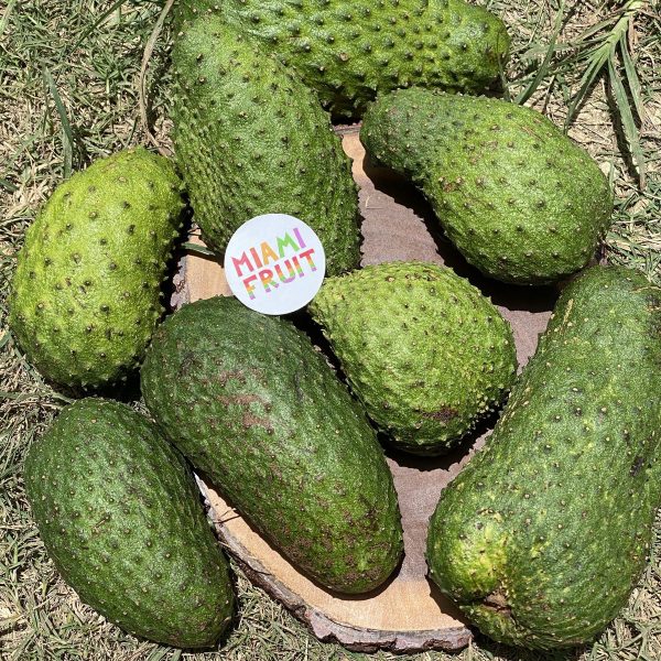 Juicing/Cooking Soursop *LIMITED* - Image 4