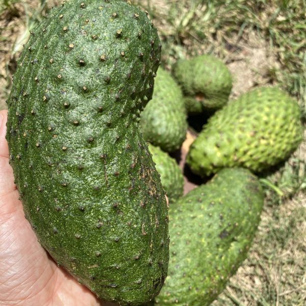 Juicing/Cooking Soursop *LIMITED*