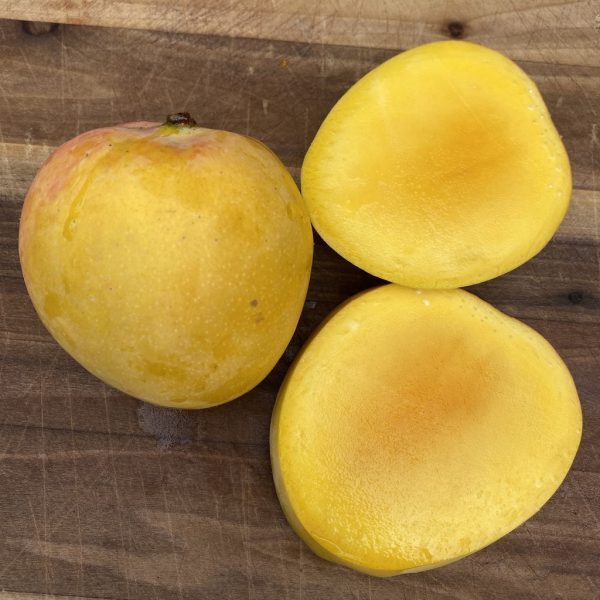 Juicy Peach Mango *Pre-Order*