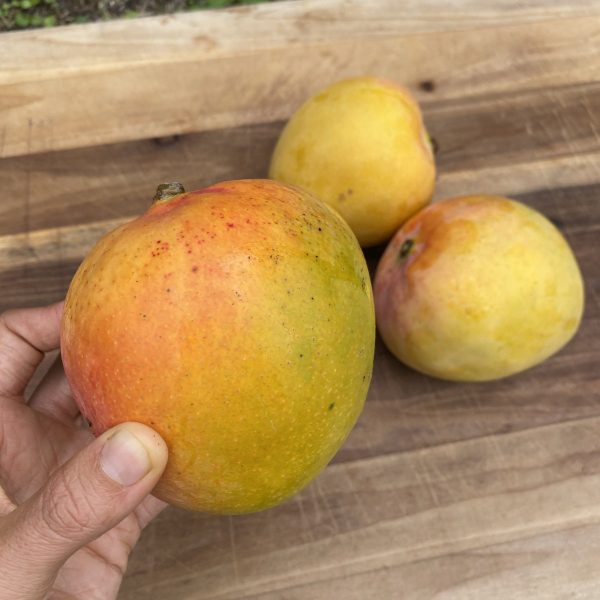 Juicy Peach Mango *Pre-Order* - Image 3
